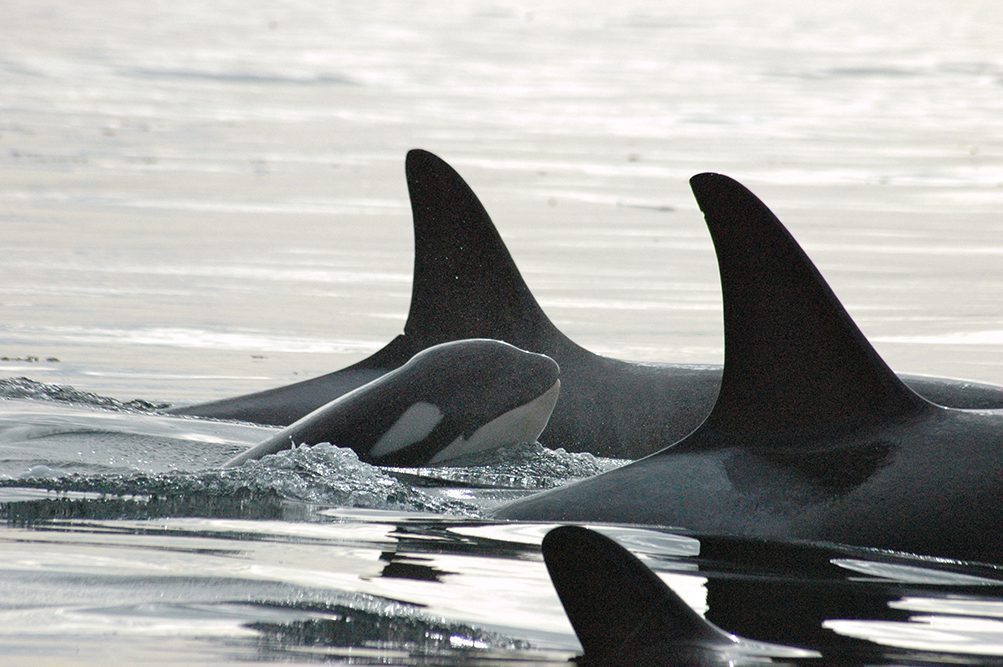 A,Killer,Whale Surrounded,By,His,Family.