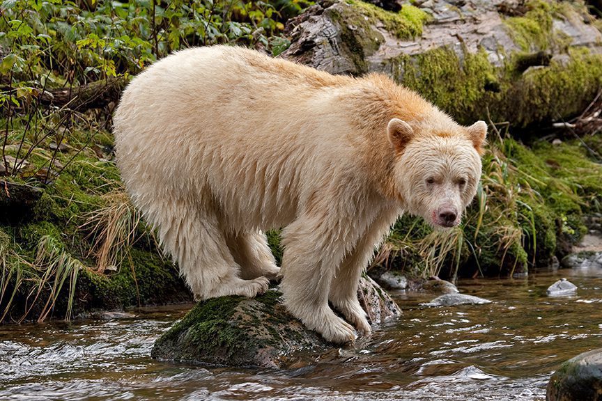 Spirit Bear Lodge